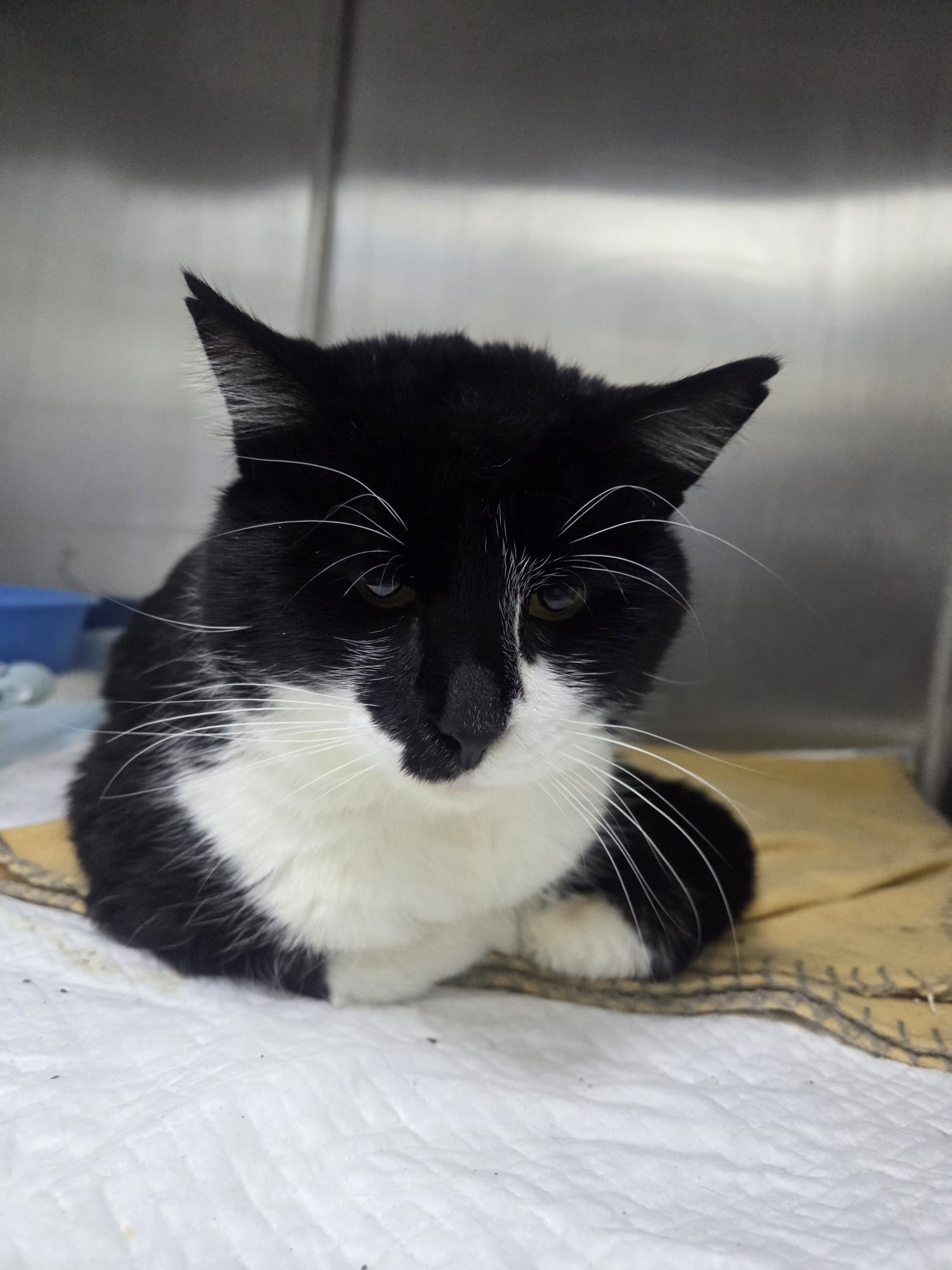 Pisic in 3 picioare pentru adoptie Bucuresti