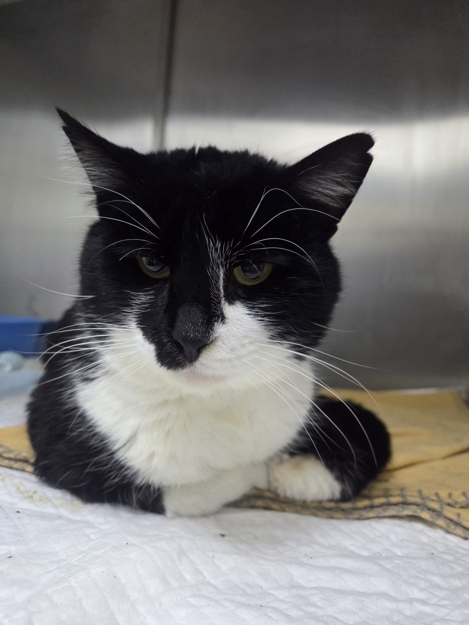 Pisic in 3 picioare pentru adoptie Bucuresti