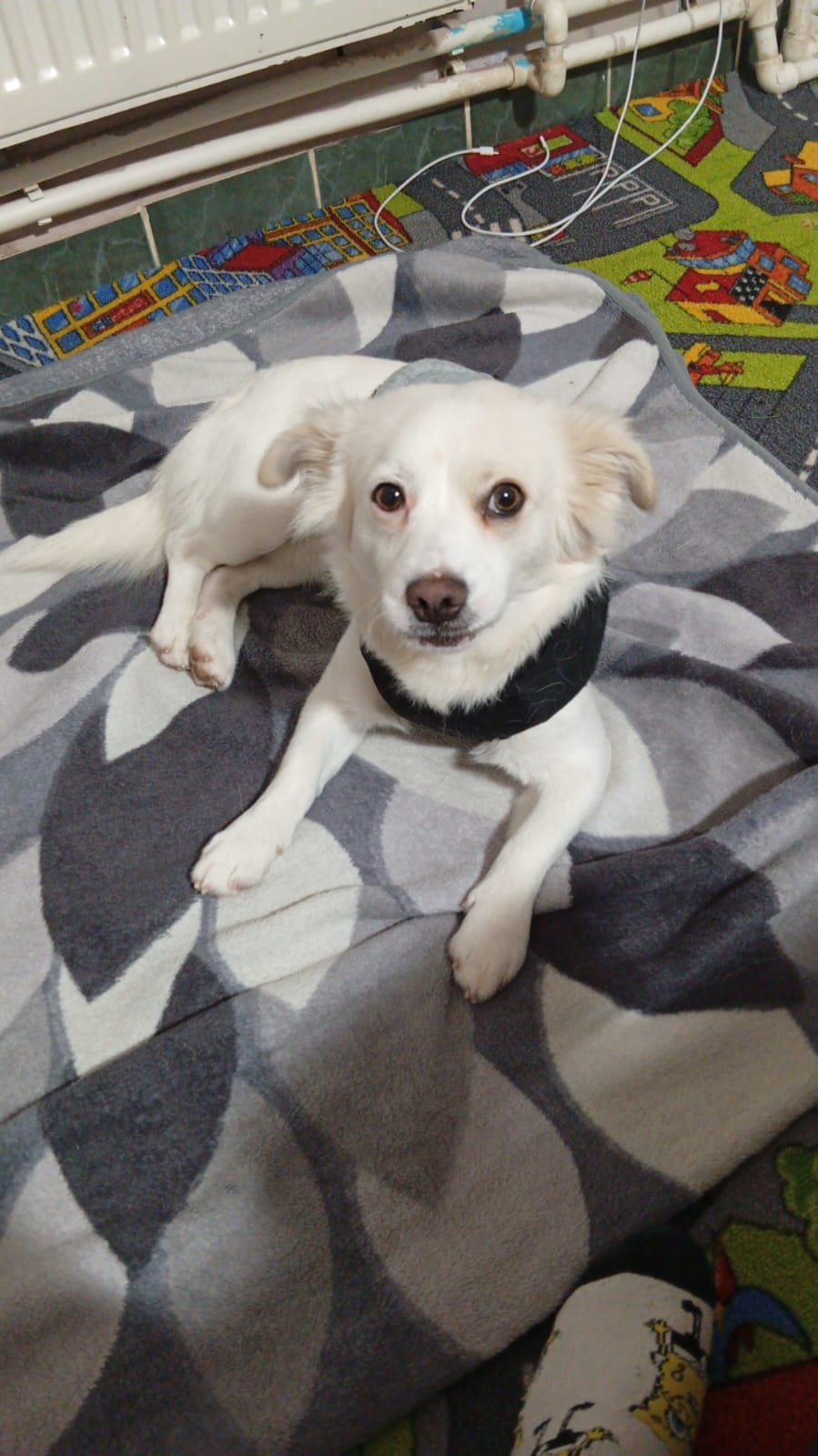 adoptie puf, talie mica, alb, 1,5 ani vaccinat